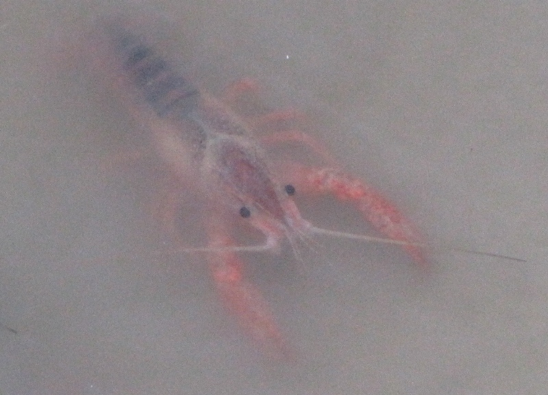 Procambarus clarkii (gambero della louisiana) detto killer